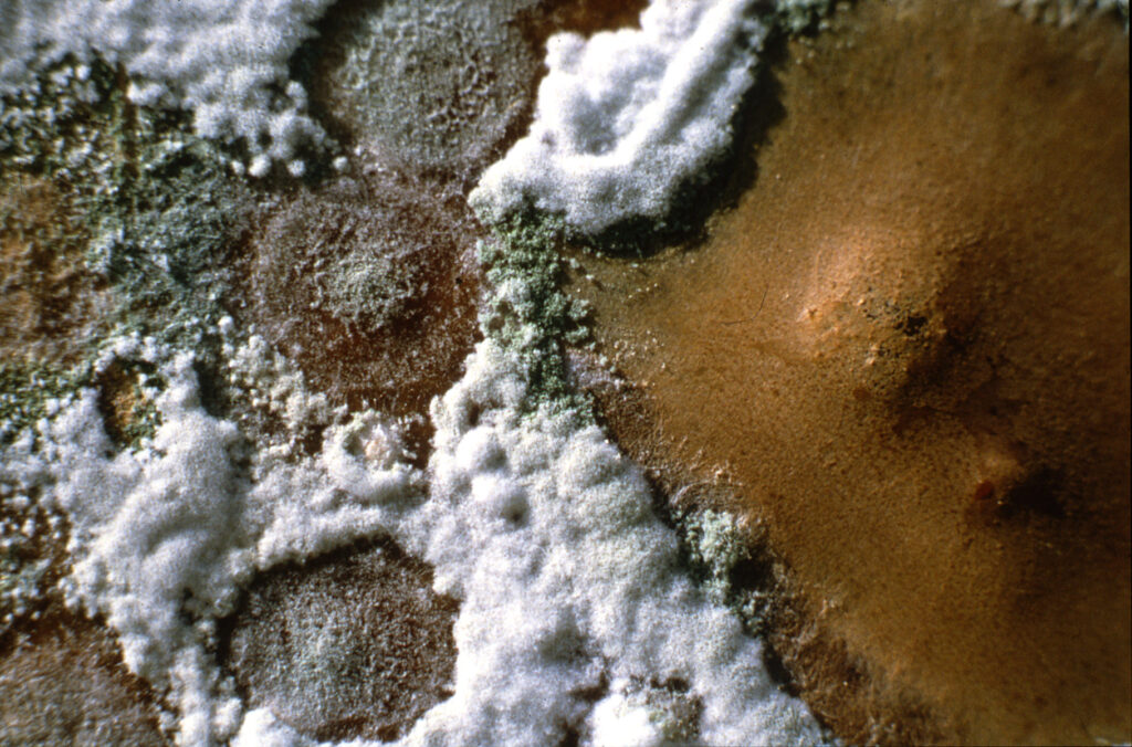 Swan living microbes